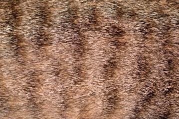 Spotted tabby cat fur. Texture detail close up.