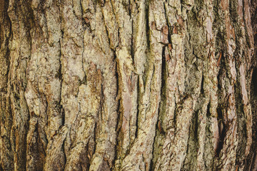 Tree bark texture
