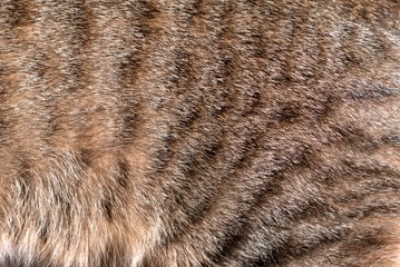 Spotted tabby cat fur. Texture detail close up.