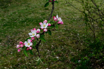 Branch with fresh bloom  of apple-tree in park, Sofia, Bulgaria   