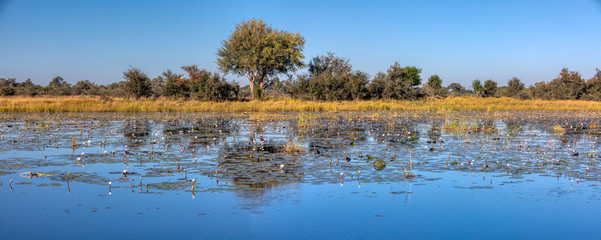 typical African landscape, Bwabwata, Namibia