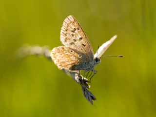 Common Blue (Polyommatus icarus) is a butterfly belonging to the family lycaenidae that occurs in different climatic regions - North Africa, Europe, East Asia.