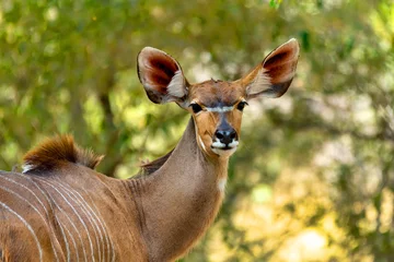 Fotobehang antilope vrouwelijke Kudu, Bwabwata, Namibië Afrika © ArtushFoto