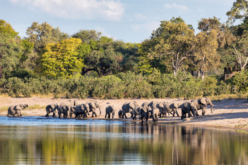 African elephant, Namibia, Africa safari wildlife