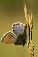 Common Blue (Polyommatus icarus) is a butterfly belonging to the family lycaenidae that occurs in different climatic regions - North Africa, Europe, East Asia.