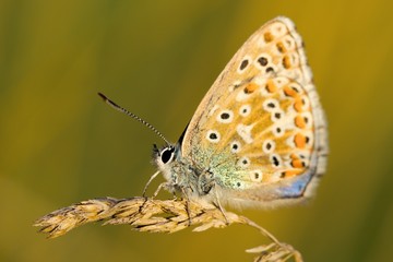 Common Blue (Polyommatus icarus) is a butterfly belonging to the family lycaenidae that occurs in different climatic regions - North Africa, Europe, East Asia.