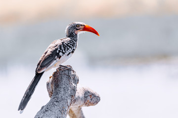 bird red-billed hornbill, Namibia, Africa wildlife