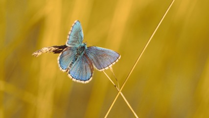 Common Blue (Polyommatus icarus) is a butterfly belonging to the family lycaenidae that occurs in different climatic regions - North Africa, Europe, East Asia.