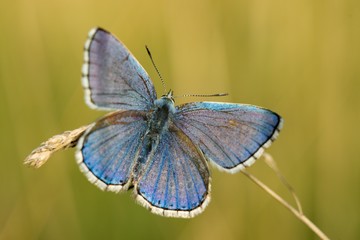 Common Blue (Polyommatus icarus) is a butterfly belonging to the family lycaenidae that occurs in different climatic regions - North Africa, Europe, East Asia.