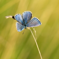 Common Blue (Polyommatus icarus) is a butterfly belonging to the family lycaenidae that occurs in different climatic regions - North Africa, Europe, East Asia.