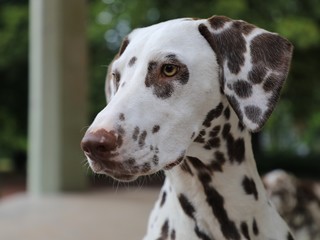 Portrait of a beautiful white dog with brown dots, dalmatian