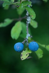 Blackthorn or plum tree, sometimes thorny plum