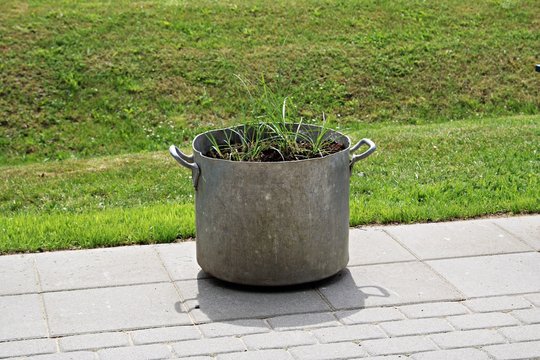 Unusual flower pot from a large aluminum old pan and young greens