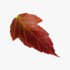 Fall leaf isolated on white background