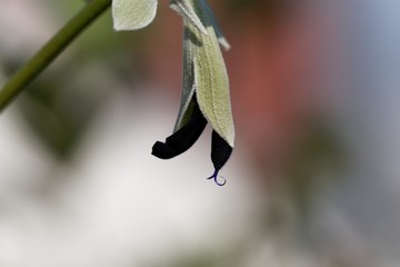 Macro photo of an Andean sage flower, Salvia discolor
