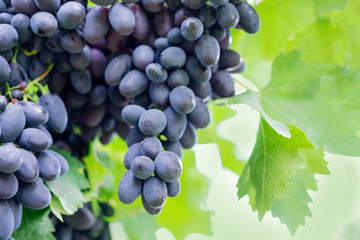 Ripe bunches of grapes on the vine. A bunch of grapes with a place for copy space. Winemaking and autumn grape harvest
