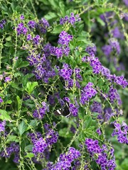 Obraz premium bunch of lavender flowers