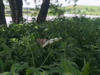 young plants in the garden