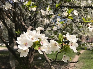 blooming apple tree in spring