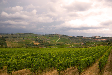Fototapeta na wymiar Famous vineyards in tuscan region Chianti, Italy