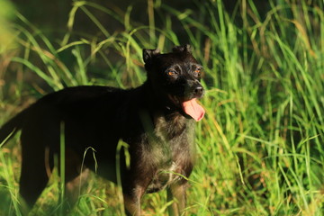 Schwarzer Mischling im Gras