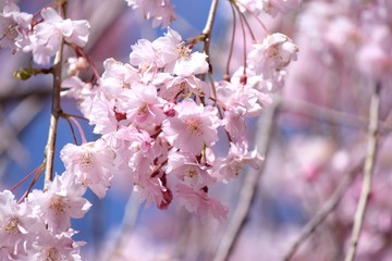 喜多方日中線の枝垂れ桜