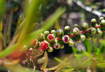 Young callistemon japanese red maple flower buds sunny summer day