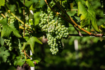 Grapes on vines at a vineyard in Italy
