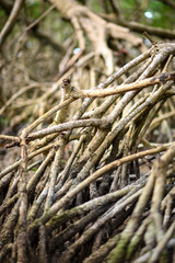 Manglar en Celestun, Mexico