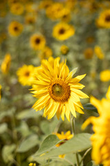 Fototapeta premium A field of sunflowers
