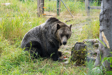 grizzly bear in a wildlife cage on the mountains in North Vancouver, Canada ,BC
