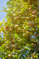 small unripe fruit of a pear tree grows in the garden.