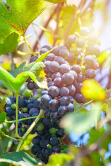 Large bunch of grapes Isabella hang from a vine, Close Up of red wine grapes.