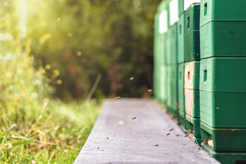 fleißige Bienen kehren in Ihren Stock zurück