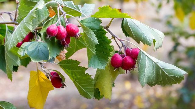 Howthorn berries closeup