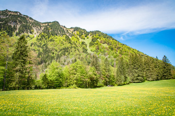 Bergwiese mit Bergen im Hintergrund