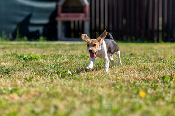 Beagle puppy running happy in the garden