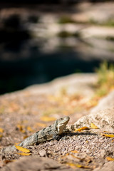Iguana en Yucatan