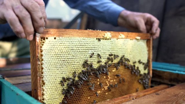 Process of harvesting honey from wooden beehive outdoors
