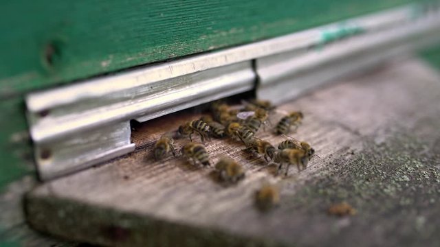 Macro view at bees near entrance to their hive