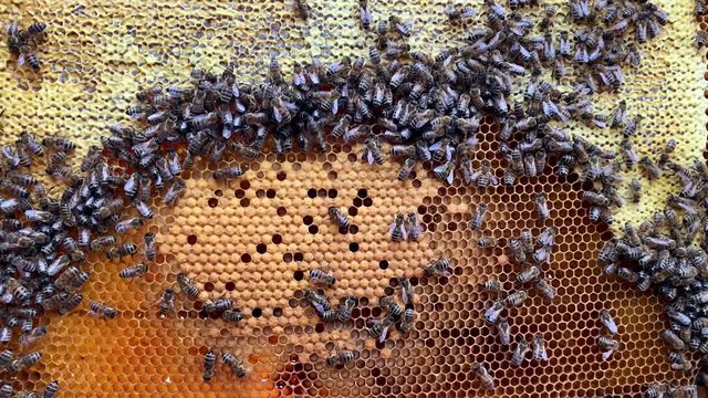 Closeup view at honeycomb with honey and many bees