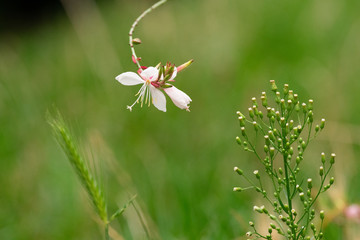 White and Pink Beeblossom flower