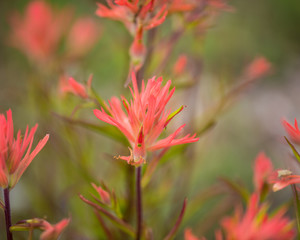 Scarlet paintbrush