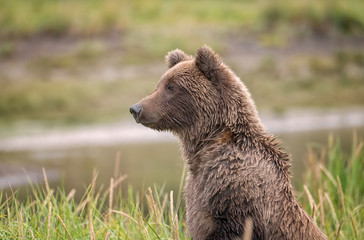 Obraz premium Grizzly bear standing up in a field to see over the tall grass. Image taken in Lake Clark National Park and Preserve, Alaska.