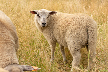 Sheep in summer