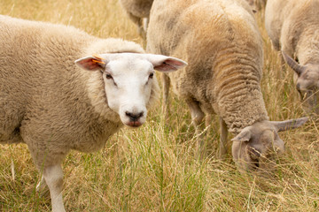 Sheep in summer