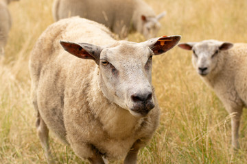 Obraz premium Sheep in summer