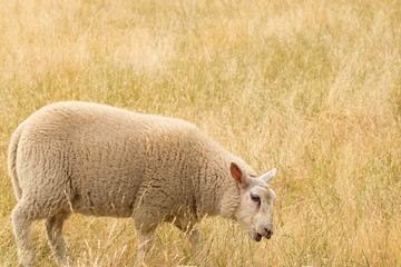 Sheep in summer