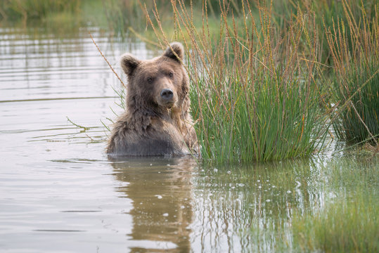 Grizzly bear fishing in a lake surrounded by green grass.  A nice reflection is in the water.  Image taken in Lake Clark National Park and Preserve, Alaska.