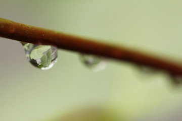 Water drops on plants